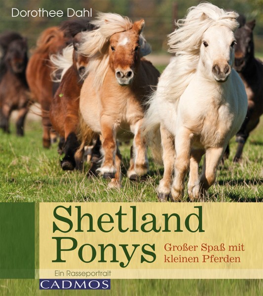 Shetlandponys